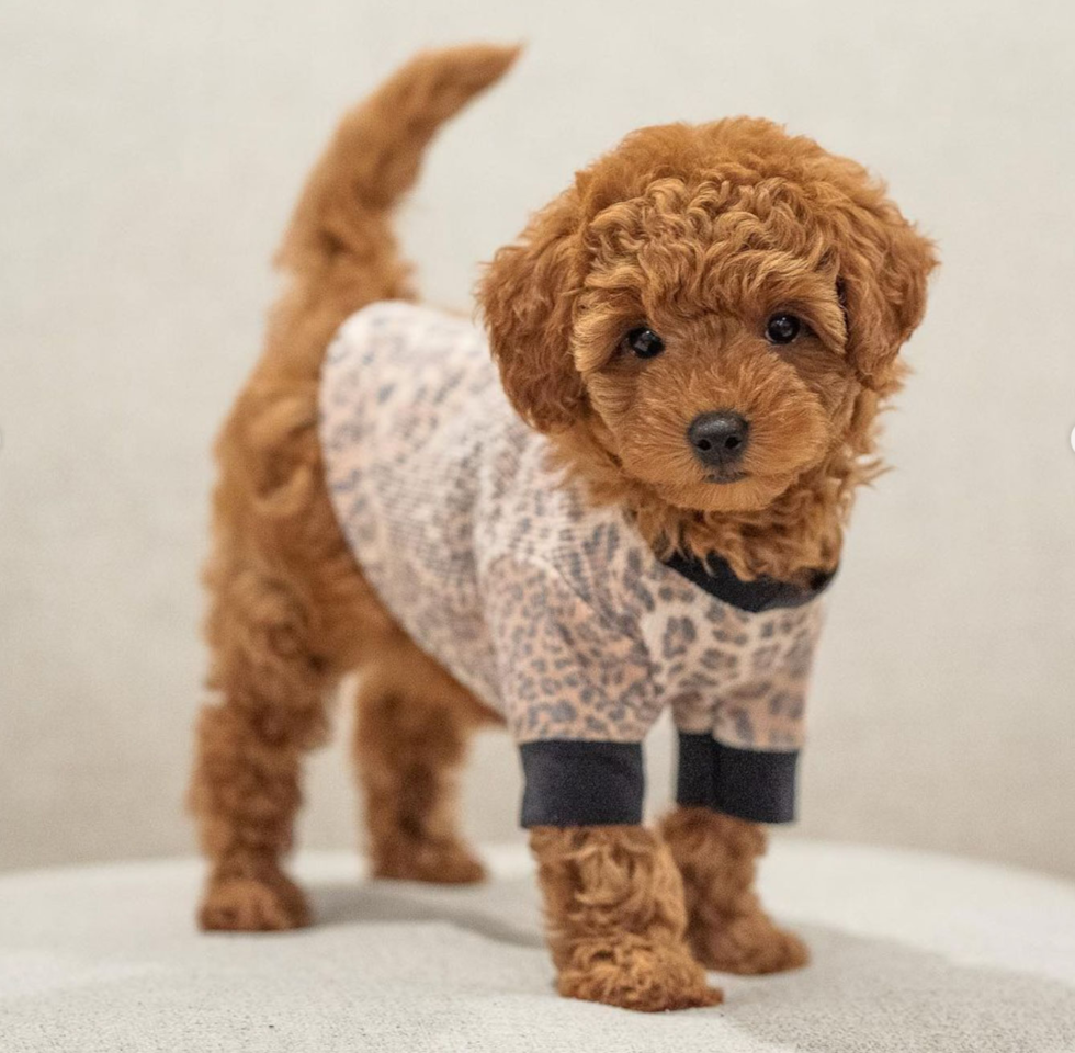 Playful Golden Retriever Poodle Mix Pup