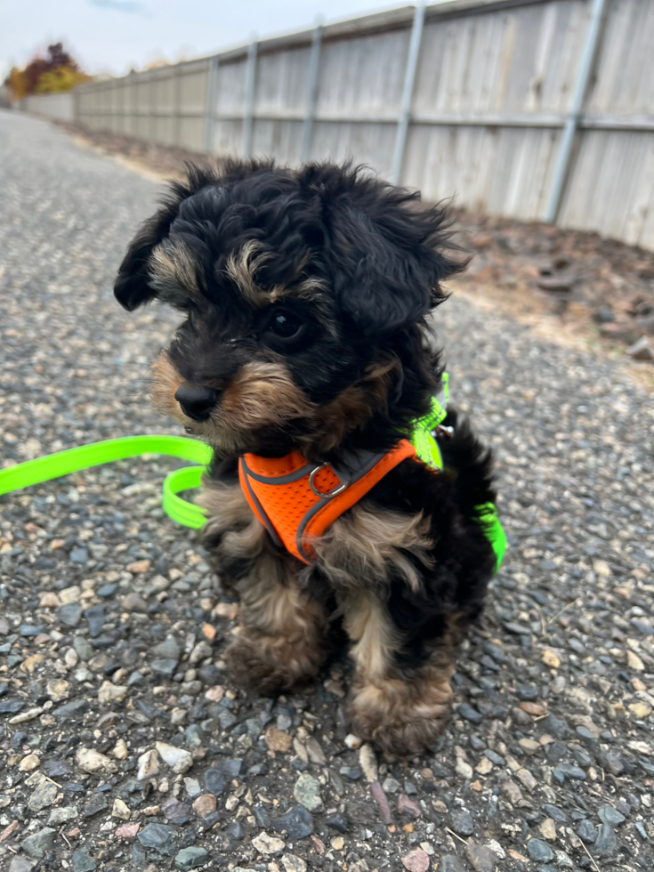 Mini Aussiedoodle Pup