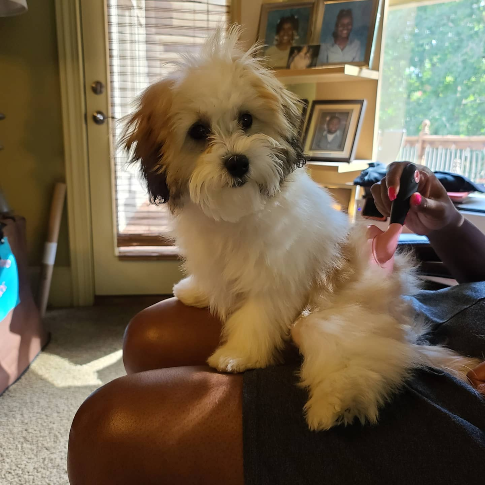 Happy Shih Poo Pup