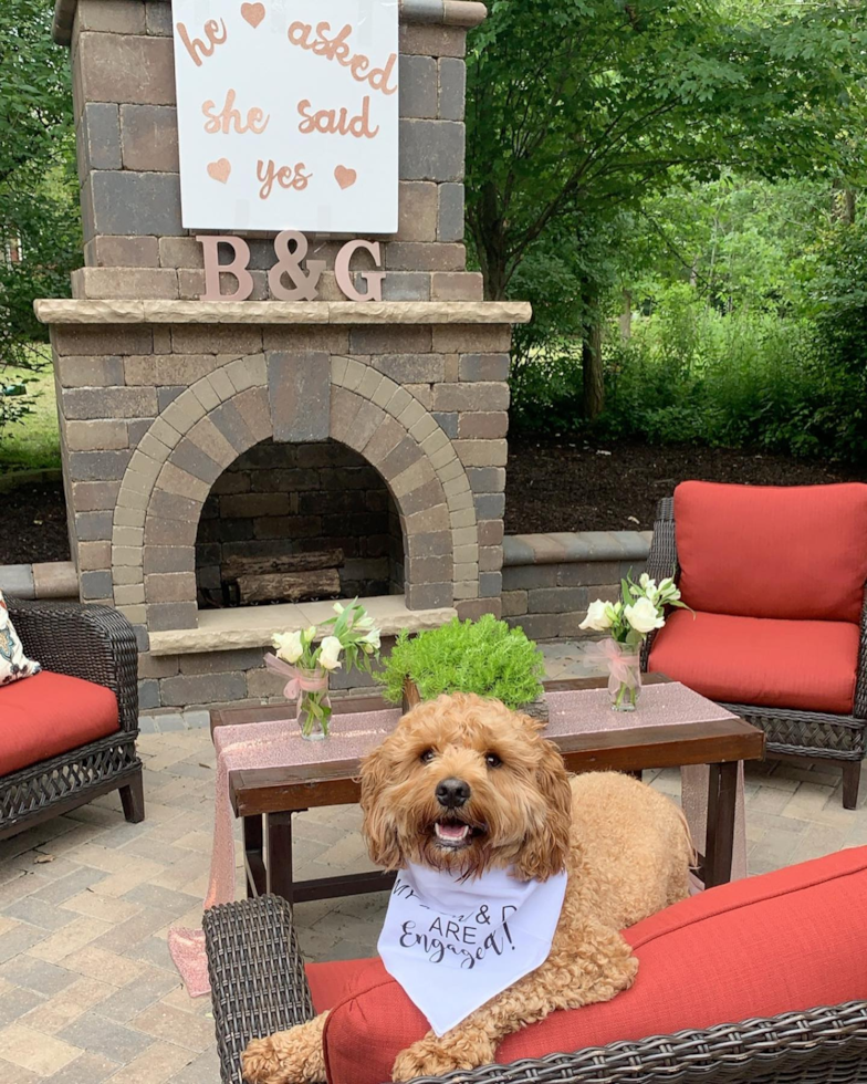 Funny Cockapoo Poodle Mix Pup