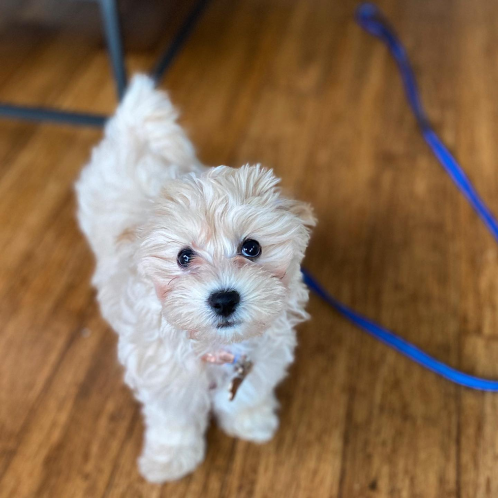 Fluffy Maltipoo Poodle Mix Pup