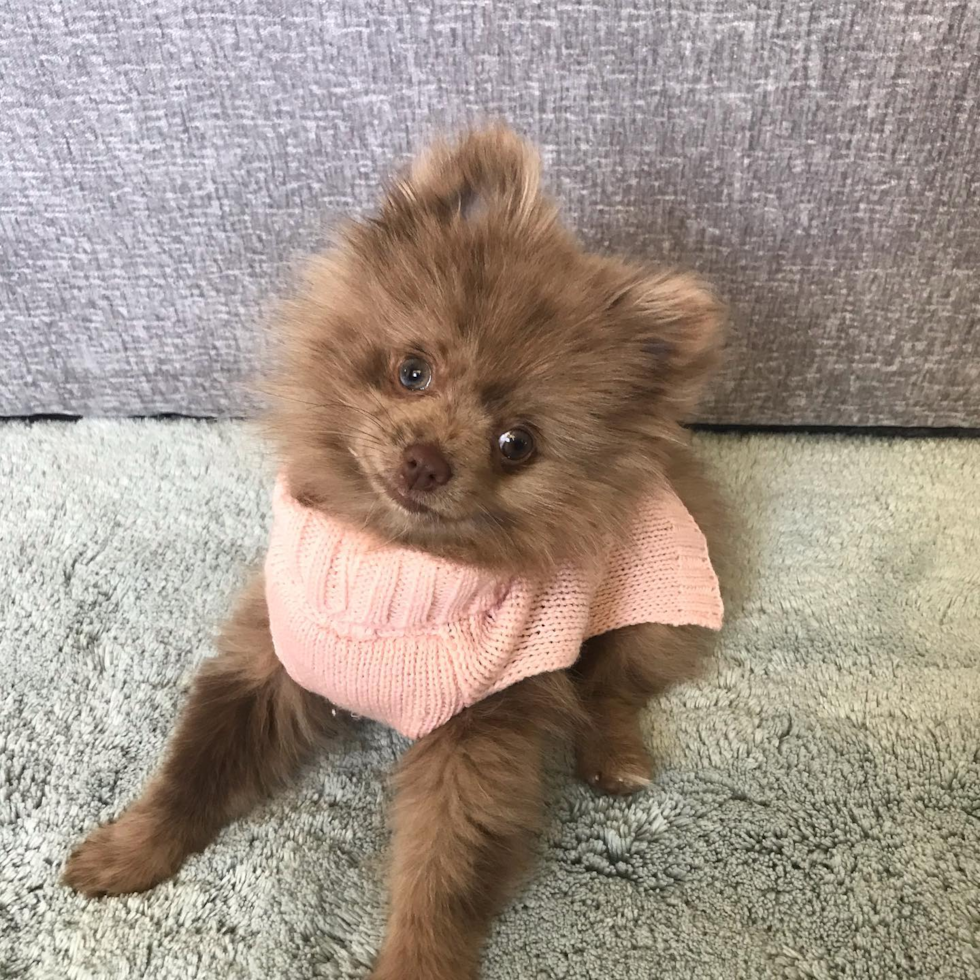 Akc Registered Pomeranian Pup