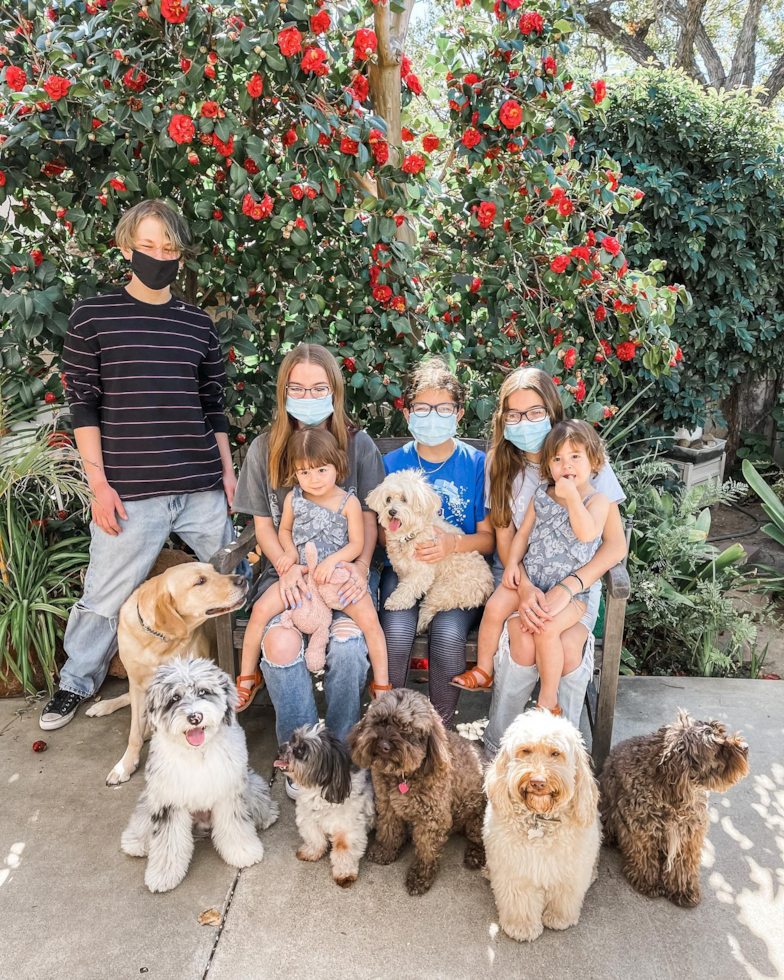 Friendly Mini Sheepadoodle Pup in Costa Mesa CA