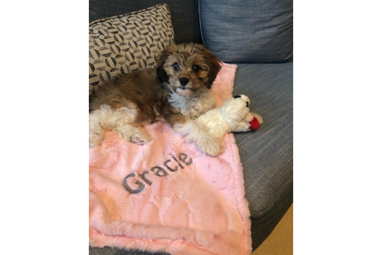 Cavapoo Pup Being Cute