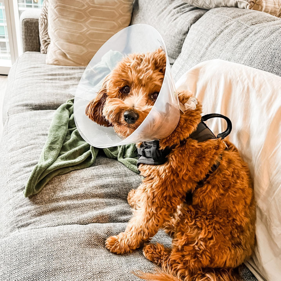 Cute Cavapoo Pup in Chicago IL