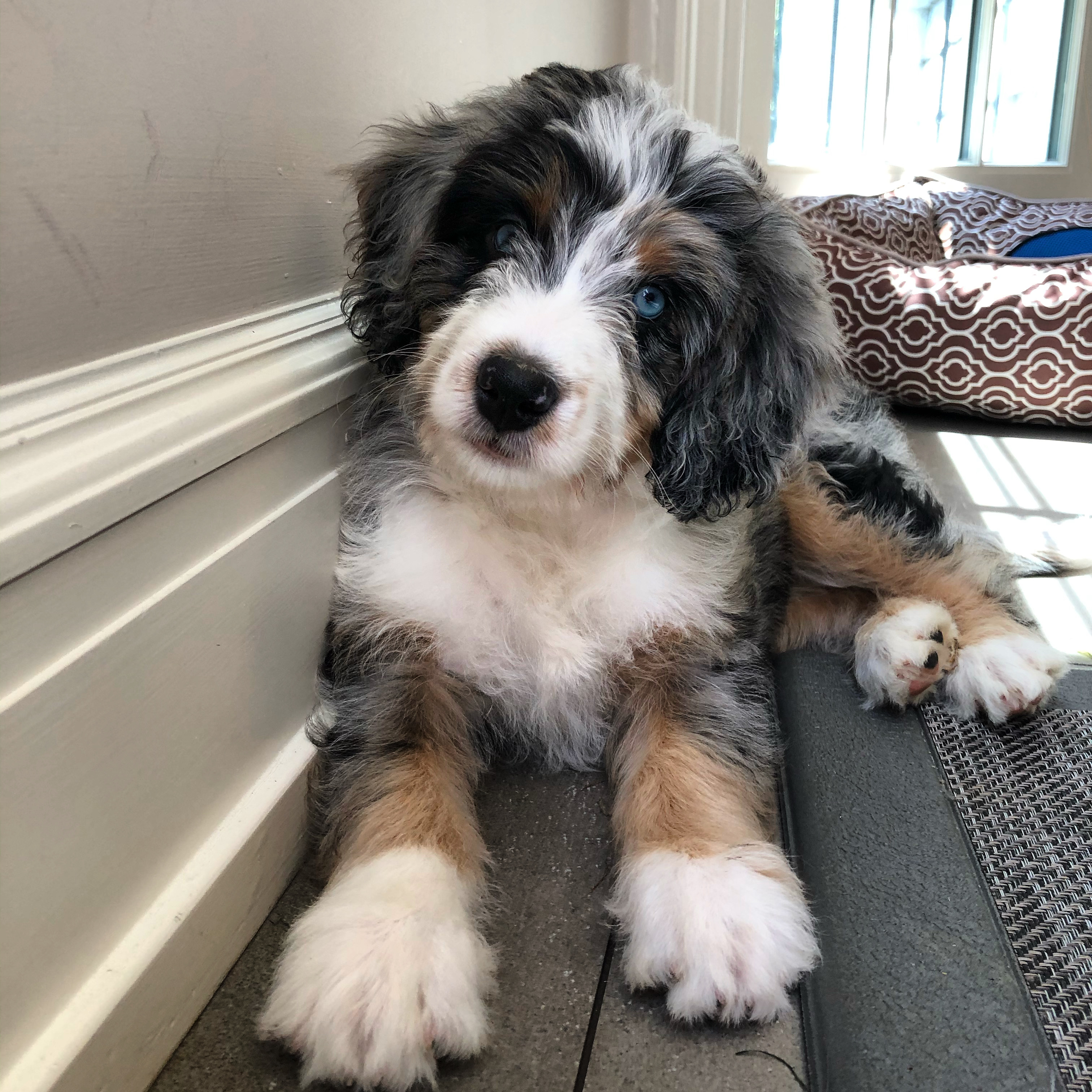 Sweet Mini Bernedoodle Baby