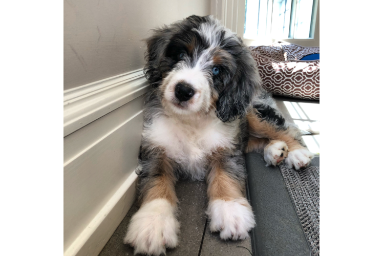 Sweet Mini Bernedoodle Baby