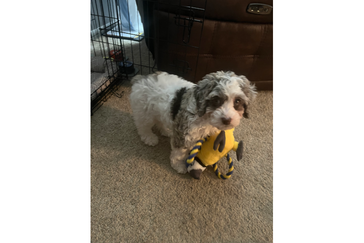 Funny Mini Aussiedoodle Poodle Mix Pup