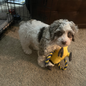 Adorable Mini Australian Shepherd X Poodle Mix Poodle Mix Pup