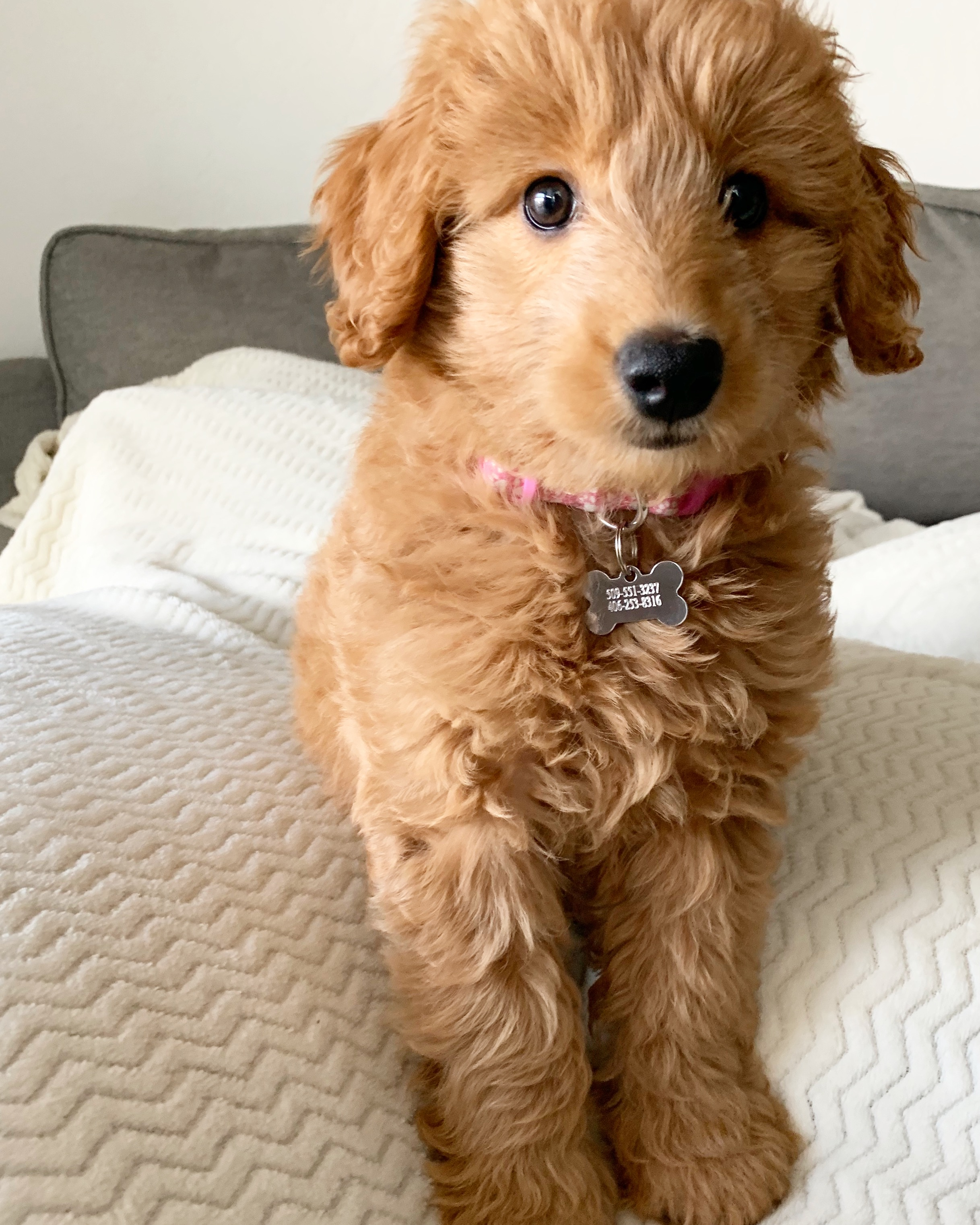 Popular Mini Goldendoodle Poodle Mix Pup