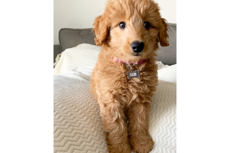 Popular Mini Goldendoodle Poodle Mix Pup