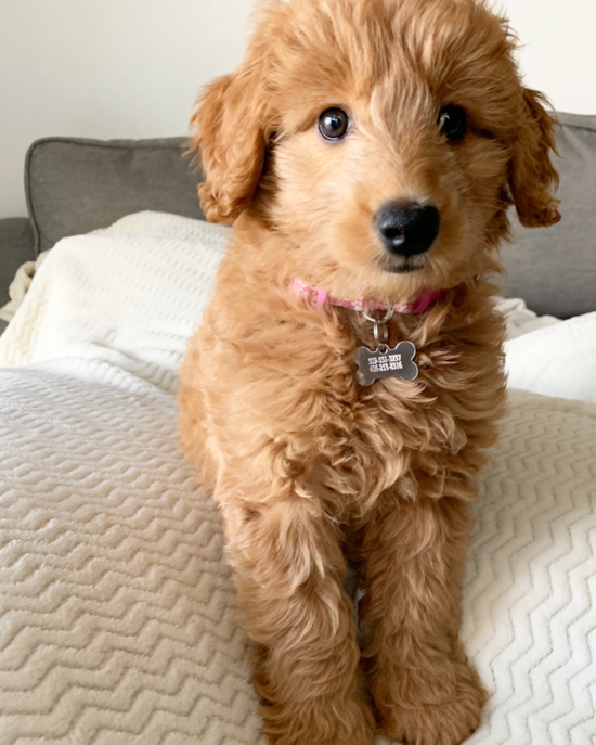 Energetic Golden Retriever Poodle Mix Pup