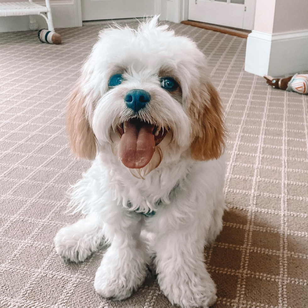 Boston Cavachon Pup