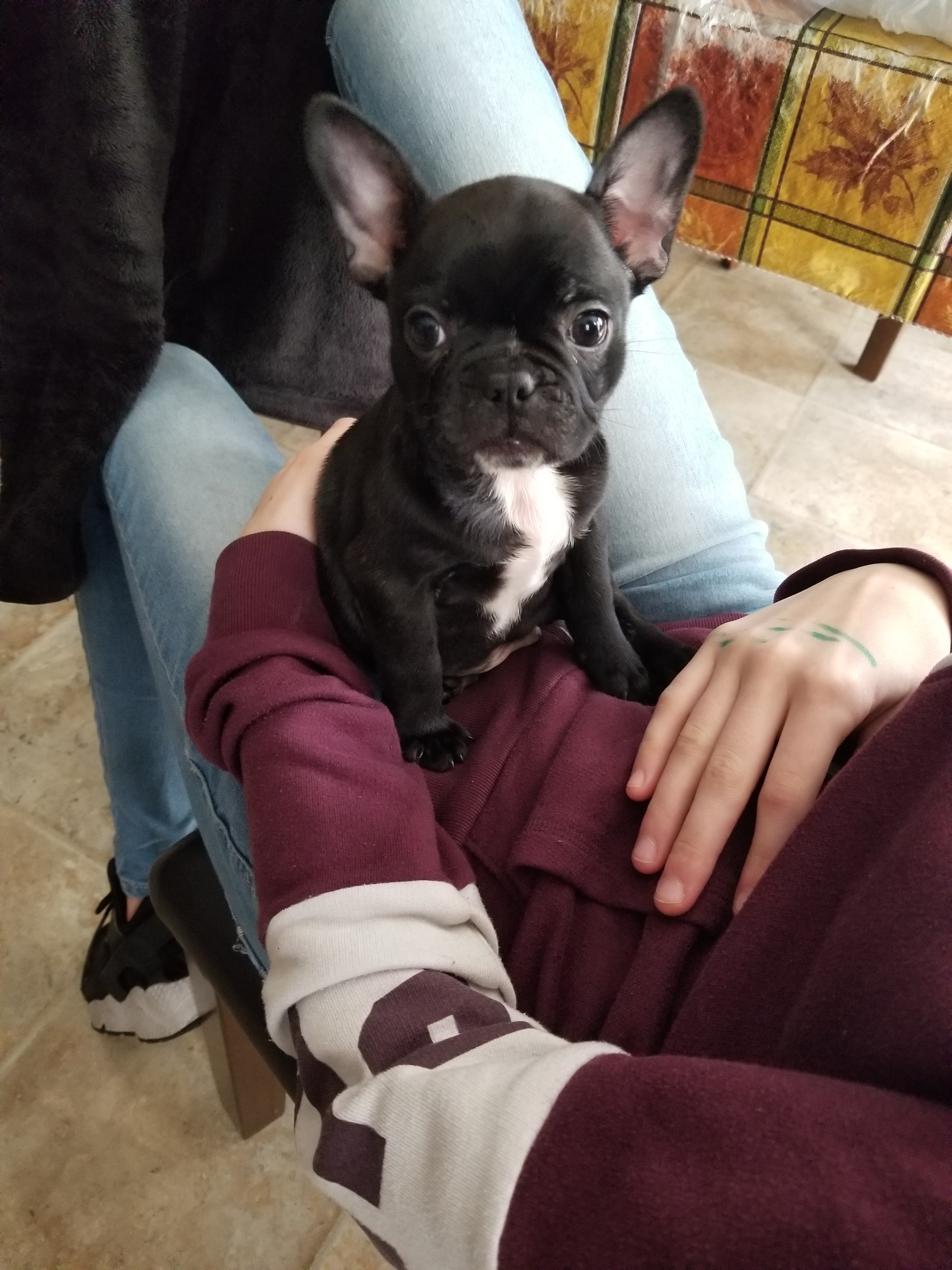 Best French Bulldog Baby