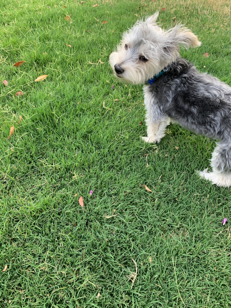 Cute Morkie Pup in