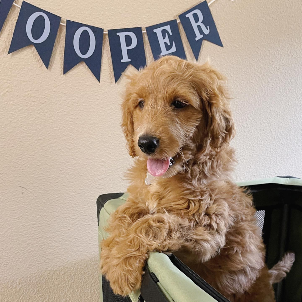 Friendly Mini Goldendoodle Pup