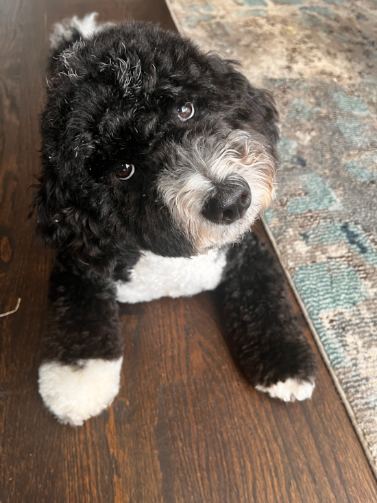 Mini Sheepadoodle