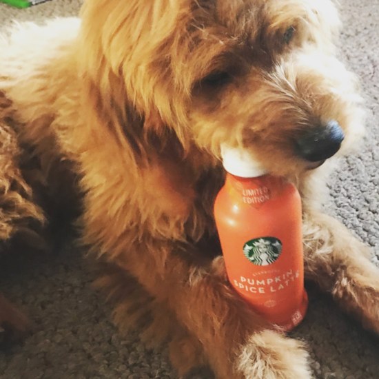 Adorable Golden Retriever Poodle Mix Pup