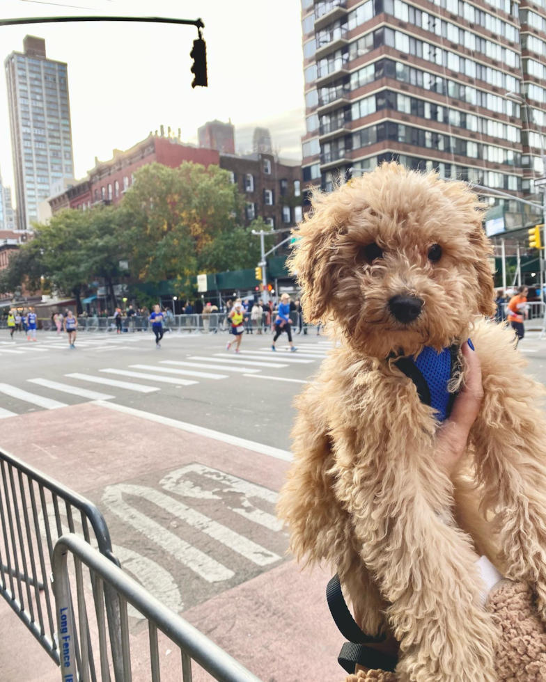 Playful Golden Retriever Poodle Mix Pup