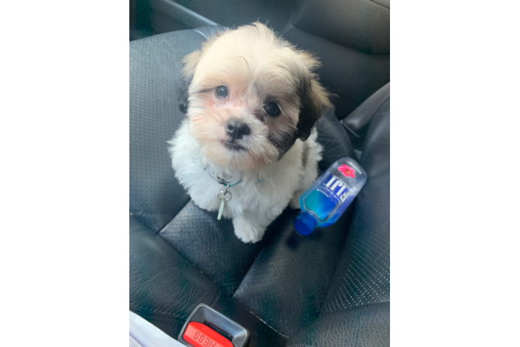 Teddy Bear Pup Being Cute