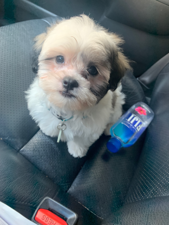 Popular Teddy Bear Designer Pup