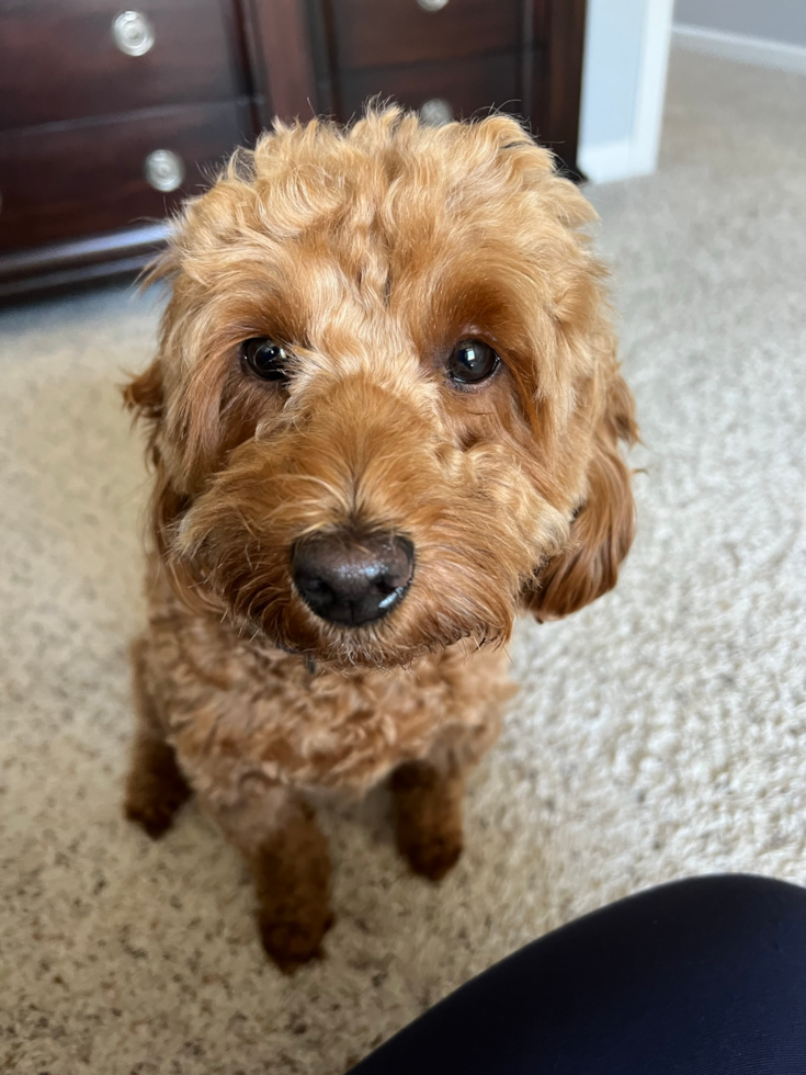 Popular Mini Goldendoodle Poodle Mix Pup