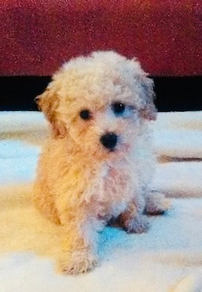 Smart Maltipoo Poodle Mix Pup