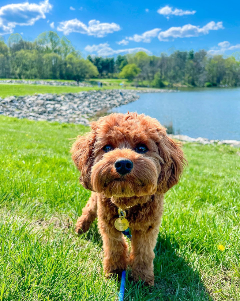 Funny Cavapoo Poodle Mix Pup