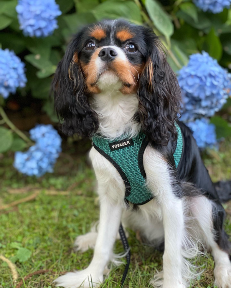 Funny Cavalier King Charles Spaniel Purebred Pup