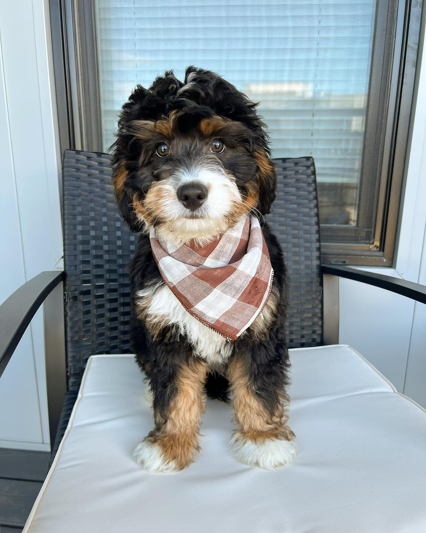 Best Mini Bernedoodle Baby