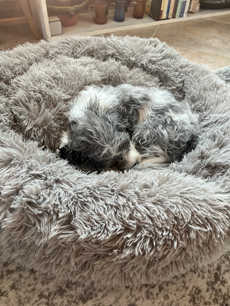 Smart Cavapoo Poodle Mix Pup