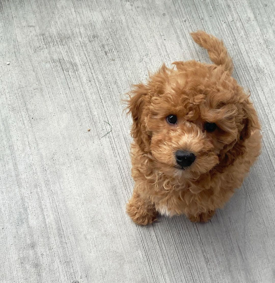 Miami Cavapoo Pup