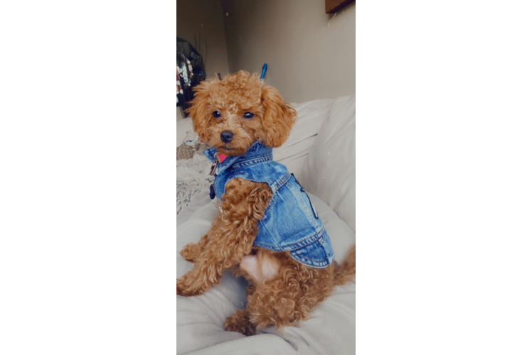 Cavapoo Puppy for Adoption