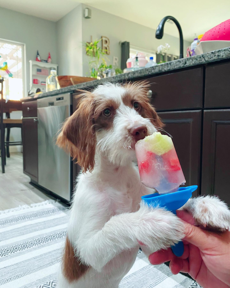 Sparks Mini Labradoodle Pup