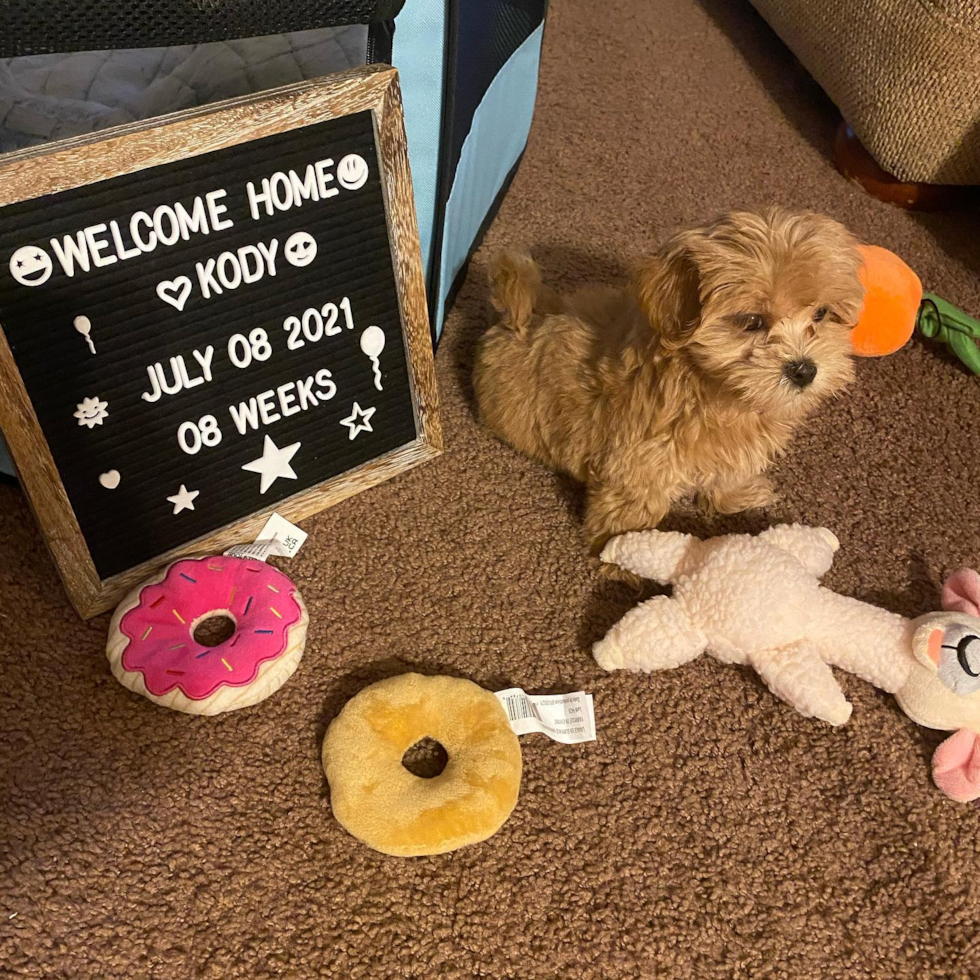 Cute Maltipoo Pup