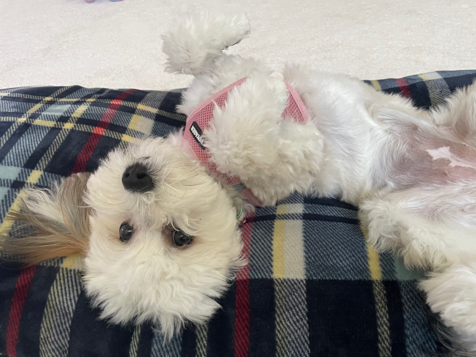 Small Havanese Pup