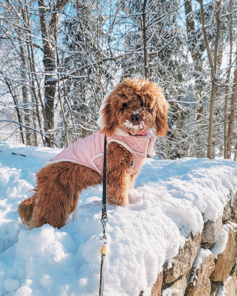 Funny Mini Goldendoodle Poodle Mix Pup