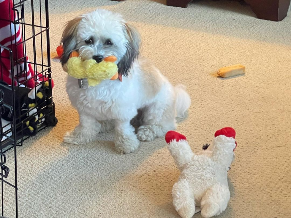 Happy Havanese Pup in St Clairsville OH