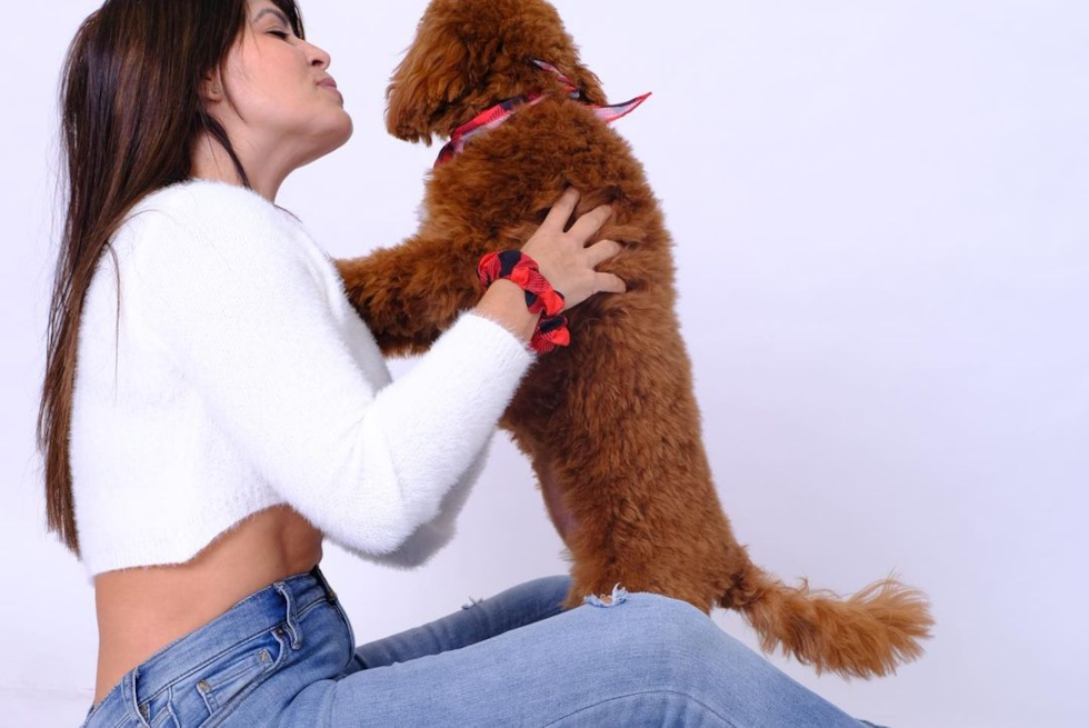 Playful Cavoodle Poodle Mix Pup