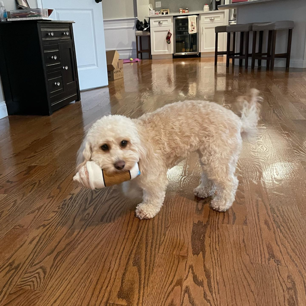 Popular Cavapoo Poodle Mix Pup