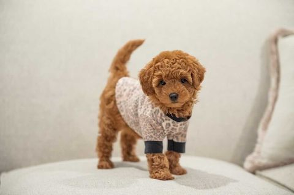 Peachtree Corners Mini Goldendoodle Pup