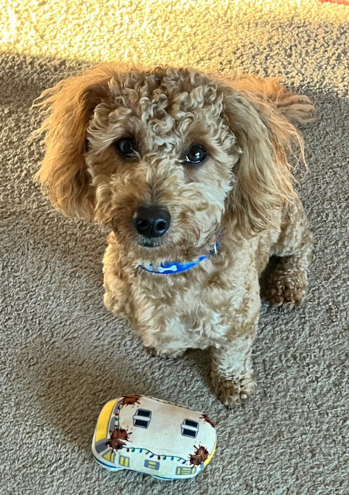 Mini Goldendoodle Pup