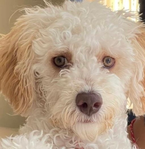 Funny Mini Labradoodle Poodle Mix Pup