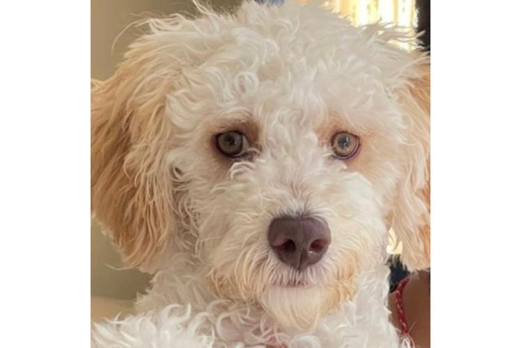 Funny Mini Labradoodle Poodle Mix Pup