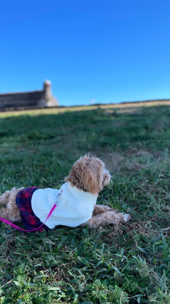 Funny Maltipoo Poodle Mix Pup