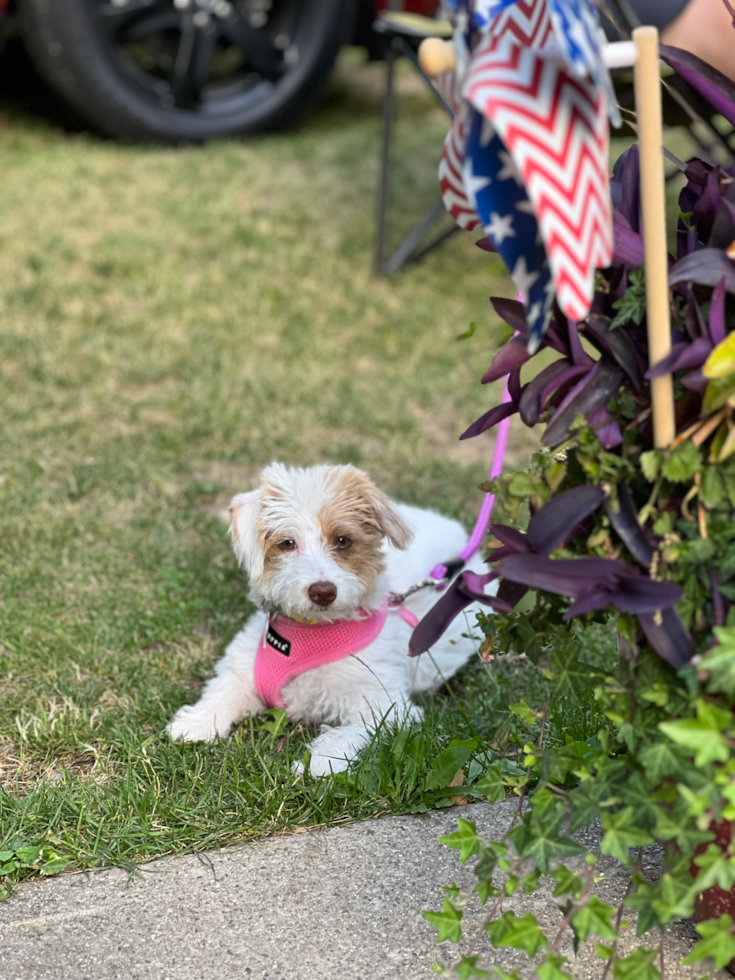 Friendly Mini Labradoodle Pup in