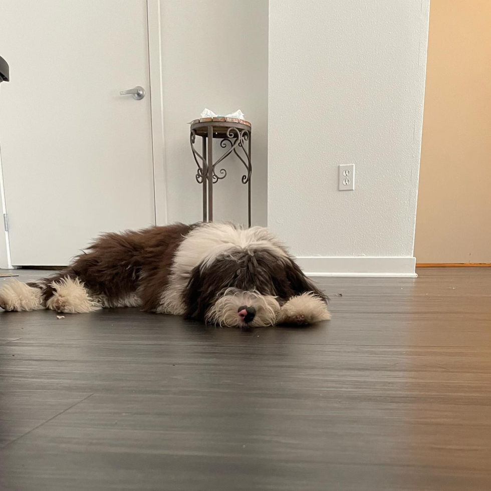 Mini Sheepadoodle Being Cute