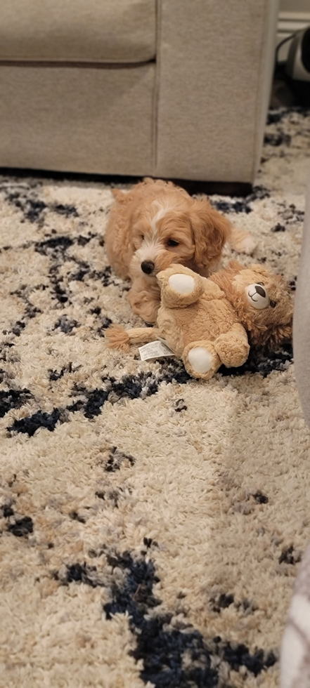 Popular Cavapoo Poodle Mix Pup