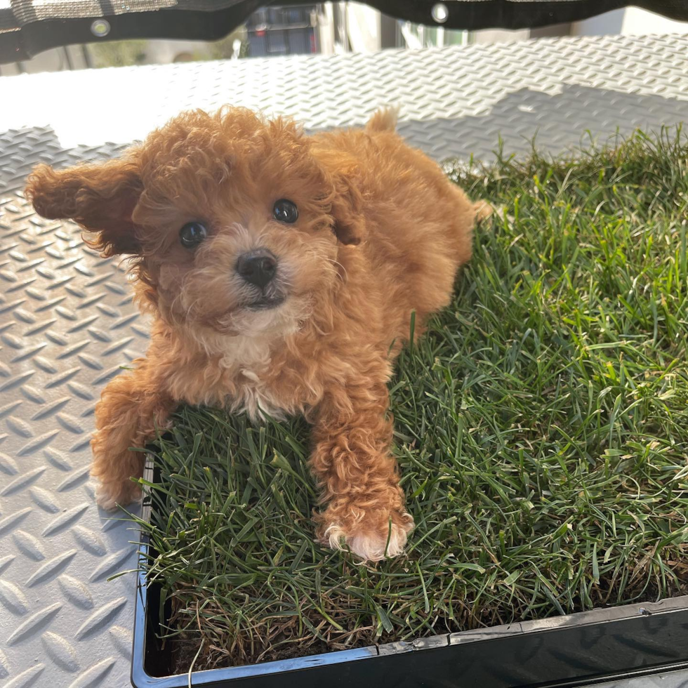 Energetic Cavoodle Poodle Mix Pup