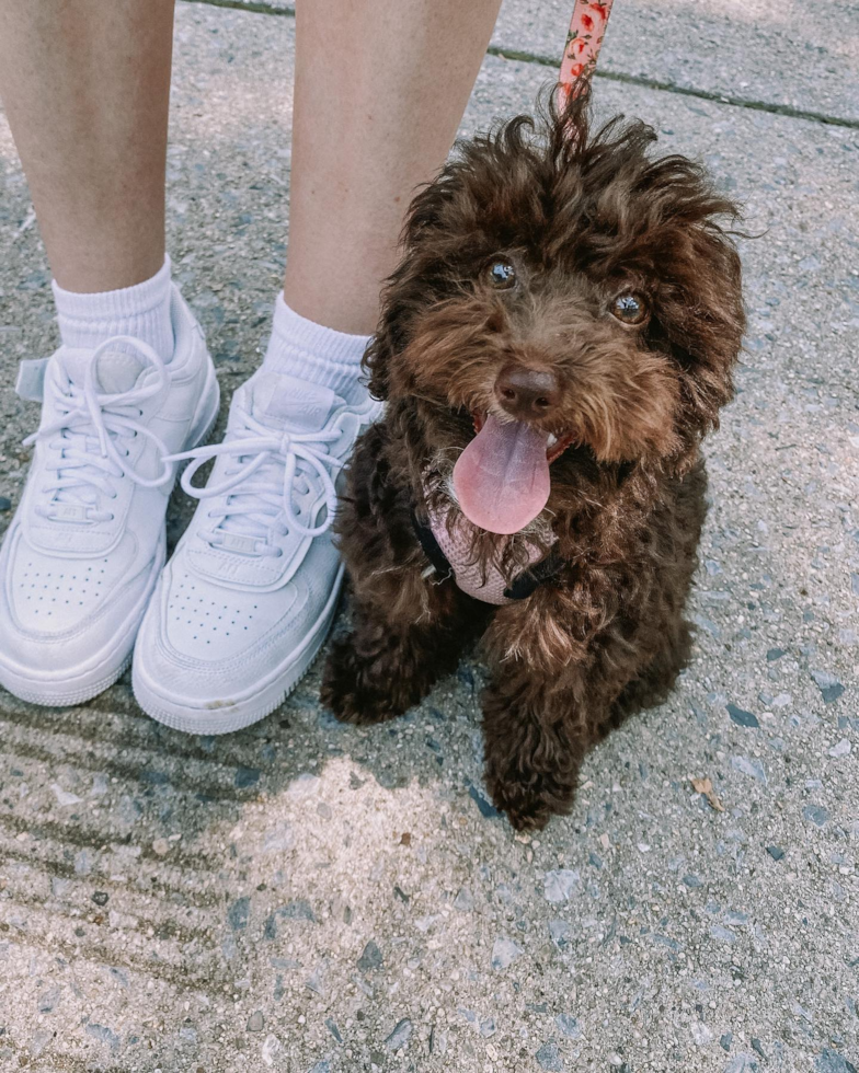 Funny Poodle Pup